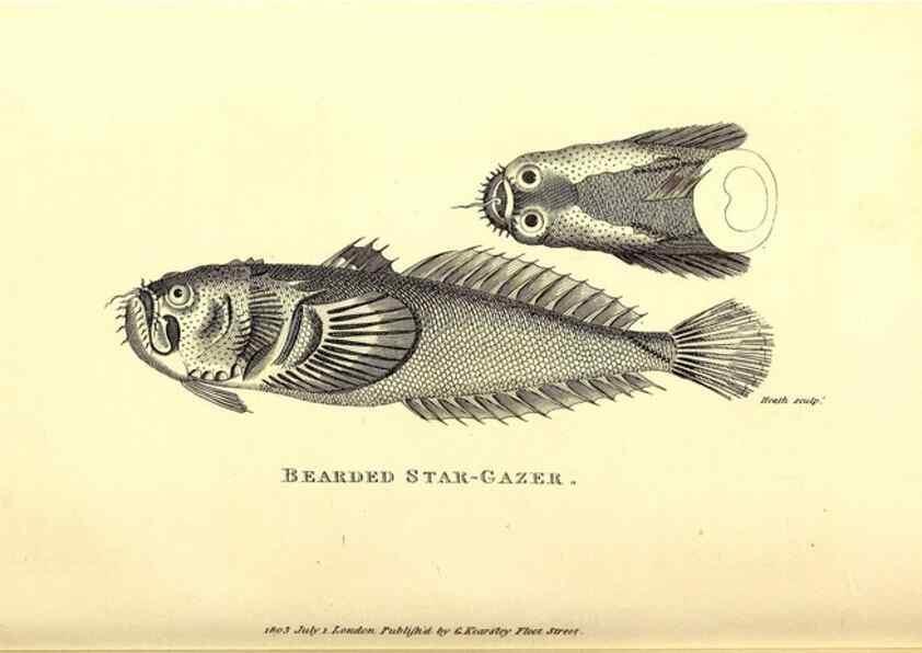 Reproducción/Reproduction 49826963957: General zoology, or Systematic natural history. London,Printed for G. Kearsley,1800-1826.. 