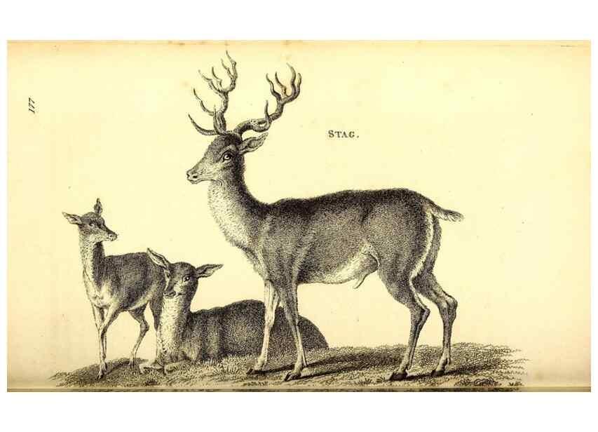 Reproducción/Reproduction 49825998743: General zoology, or Systematic natural history. London,Printed for G. Kearsley,1800-1826.. 