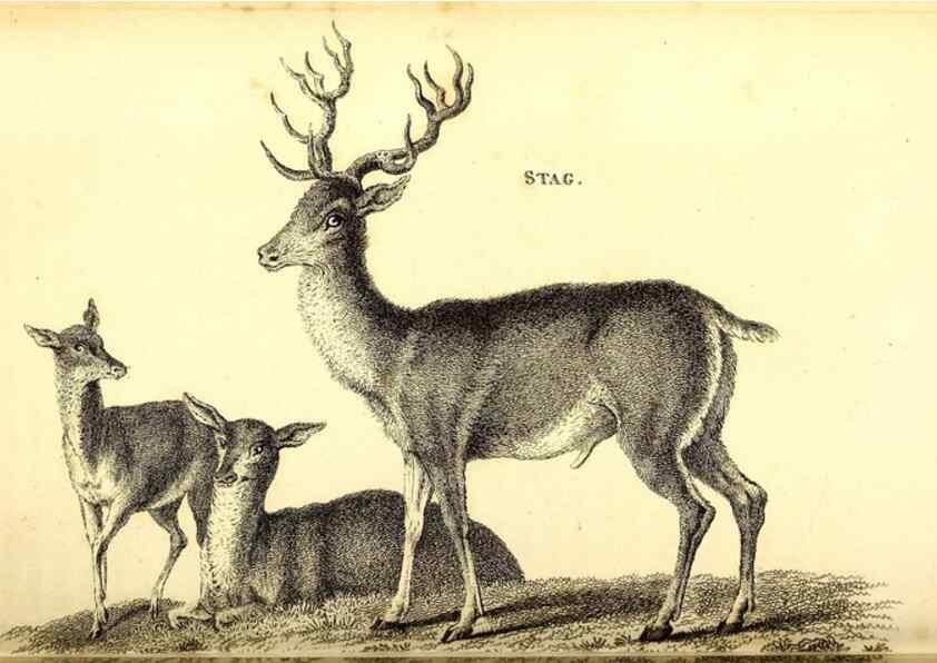 Reproducción/Reproduction 49825998743: General zoology, or Systematic natural history. London,Printed for G. Kearsley,1800-1826.. 