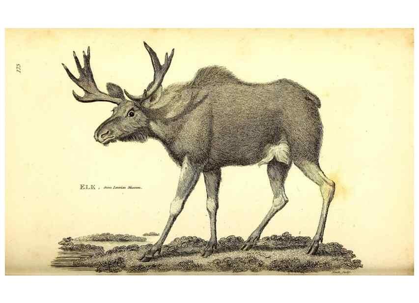 Reproducción/Reproduction 49825998158: General zoology, or Systematic natural history. London,Printed for G. Kearsley,1800-1826.. 