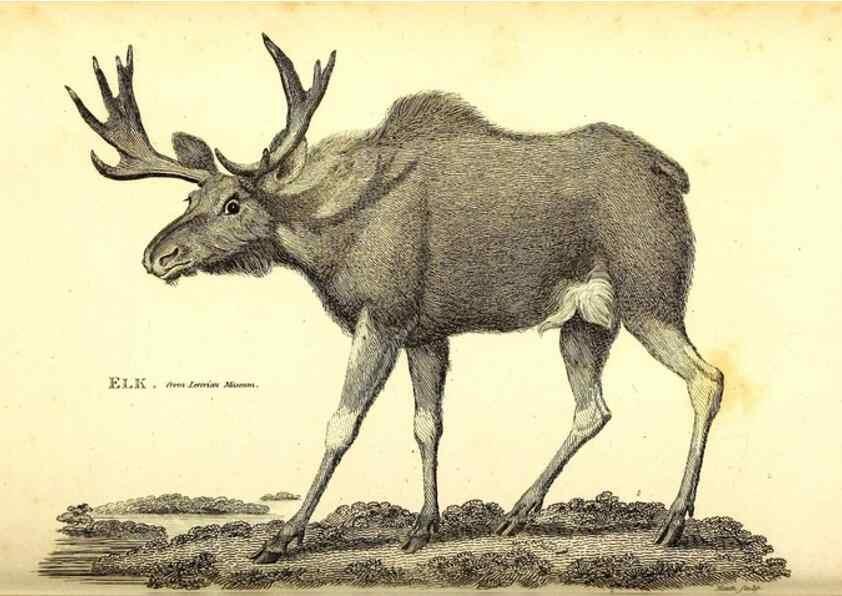 Reproducción/Reproduction 49825998158: General zoology, or Systematic natural history. London,Printed for G. Kearsley,1800-1826.. 
