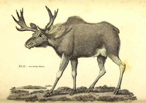 Reproducción/Reproduction 49825998158: General zoology, or Systematic natural history. London,Printed for G. Kearsley,1800-1826.. 