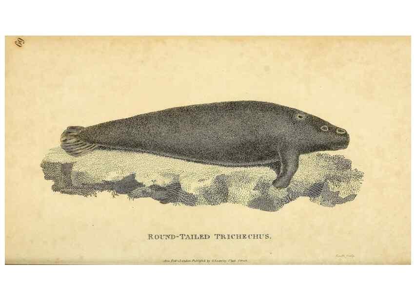 Reproducción/Reproduction 49826430781: General zoology, or Systematic natural history. London,Printed for G. Kearsley,1800-1826.. 