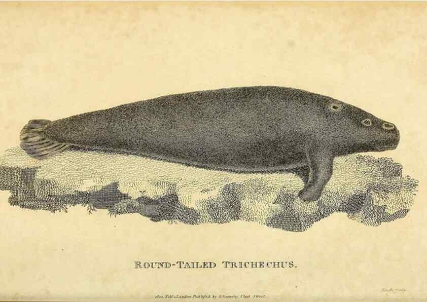 Reproducción/Reproduction 49826430781: General zoology, or Systematic natural history. London,Printed for G. Kearsley,1800-1826.. 