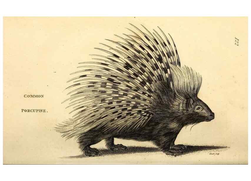 Reproducción/Reproduction 49825980543: General zoology, or Systematic natural history. London,Printed for G. Kearsley,1800-1826.. 