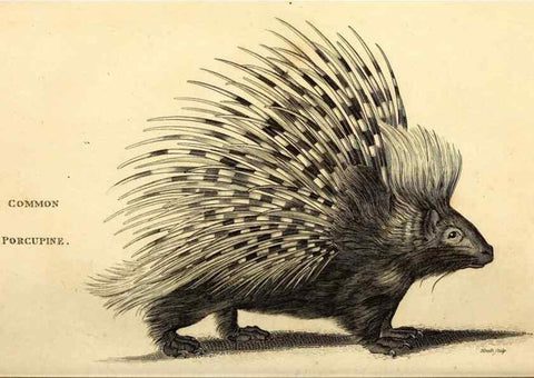 Reproducción/Reproduction 49825980543: General zoology, or Systematic natural history. London,Printed for G. Kearsley,1800-1826.. 
