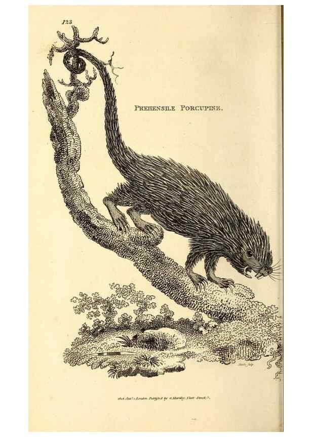 Reproducción/Reproduction 49826829817: General zoology, or Systematic natural history. London,Printed for G. Kearsley,1800-1826.. 