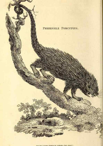 Reproducción/Reproduction 49826829817: General zoology, or Systematic natural history. London,Printed for G. Kearsley,1800-1826.. 