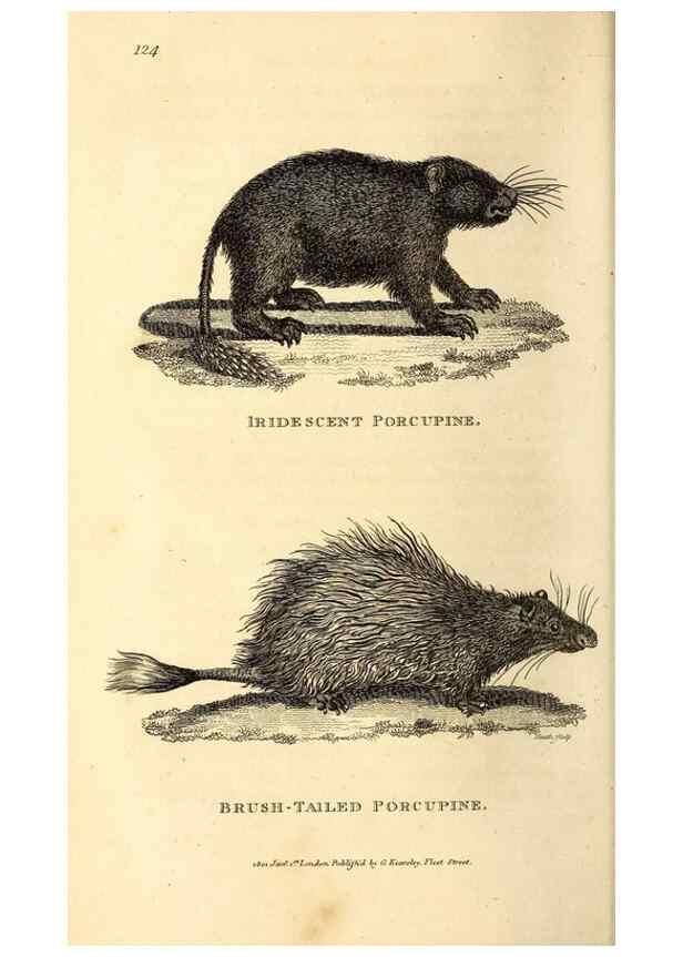 Reproducción/Reproduction 49825981223: General zoology, or Systematic natural history. London,Printed for G. Kearsley,1800-1826.. 