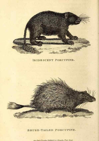 Reproducción/Reproduction 49825981223: General zoology, or Systematic natural history. London,Printed for G. Kearsley,1800-1826.. 
