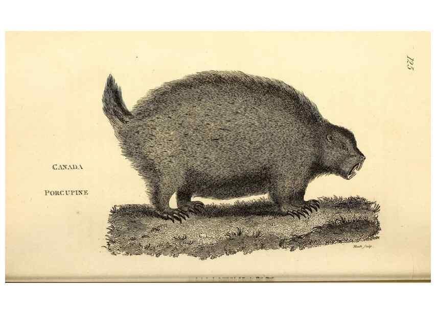 Reproducción/Reproduction 49826830637: General zoology, or Systematic natural history. London,Printed for G. Kearsley,1800-1826.. 