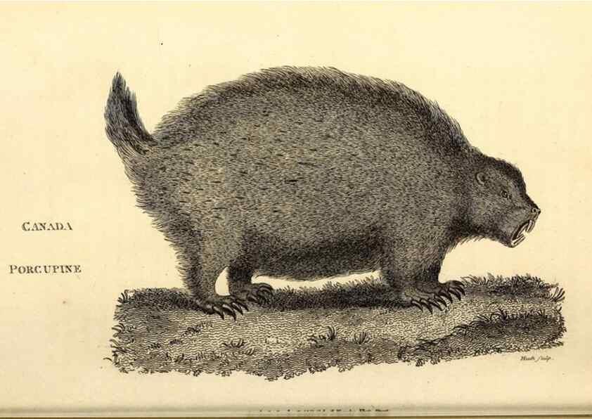 Reproducción/Reproduction 49826830637: General zoology, or Systematic natural history. London,Printed for G. Kearsley,1800-1826.. 