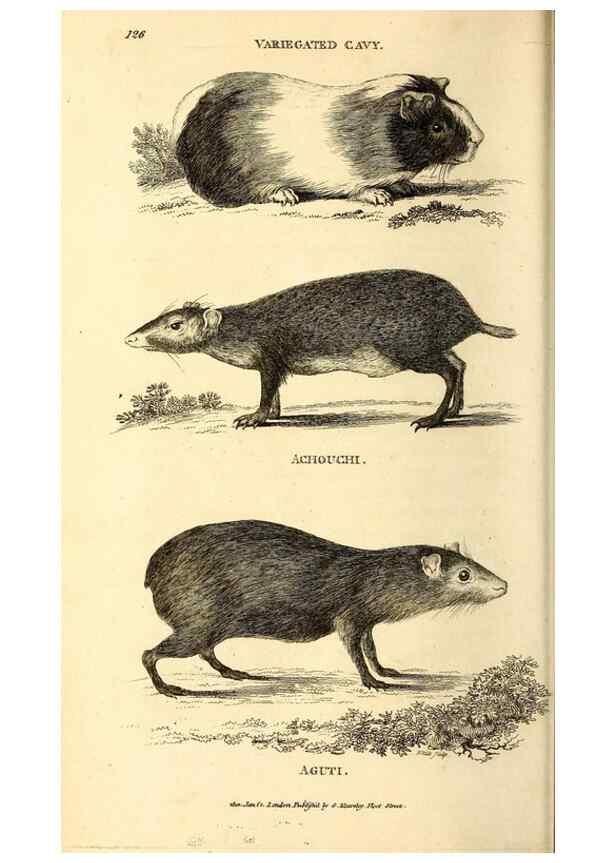 Reproducción/Reproduction 49826831072: General zoology, or Systematic natural history. London,Printed for G. Kearsley,1800-1826.. 