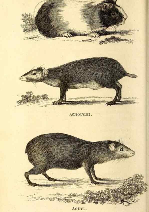 Reproducción/Reproduction 49826831072: General zoology, or Systematic natural history. London,Printed for G. Kearsley,1800-1826.. 