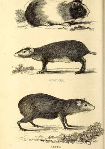 Reproducción/Reproduction 49826831072: General zoology, or Systematic natural history. London,Printed for G. Kearsley,1800-1826.. 