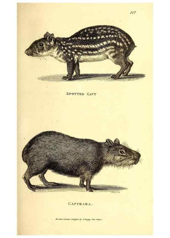 Reproducción/Reproduction 49826515011: General zoology, or Systematic natural history. London,Printed for G. Kearsley,1800-1826.. 