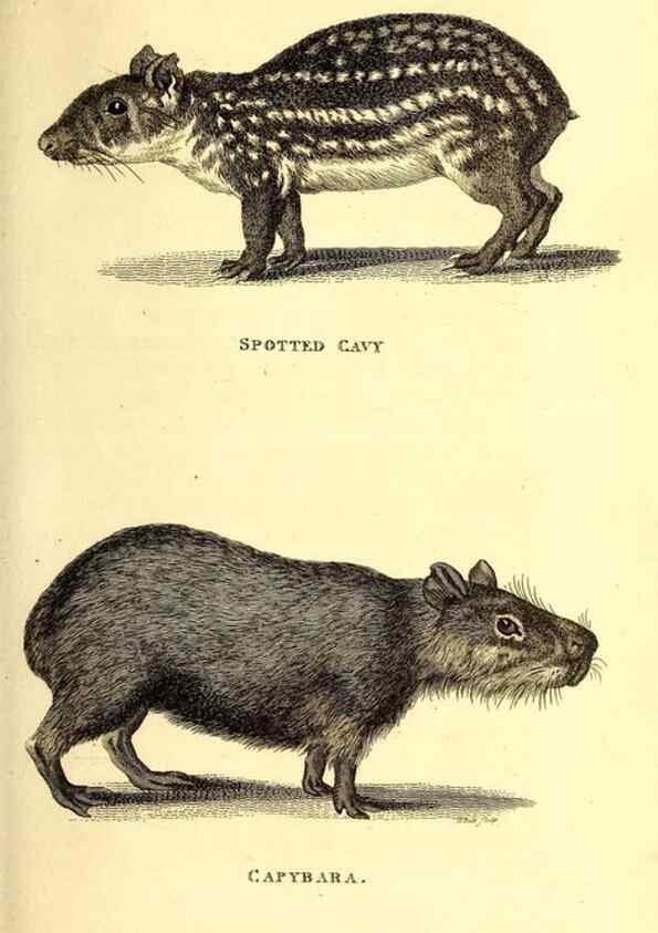 Reproducción/Reproduction 49826515011: General zoology, or Systematic natural history. London,Printed for G. Kearsley,1800-1826.. 