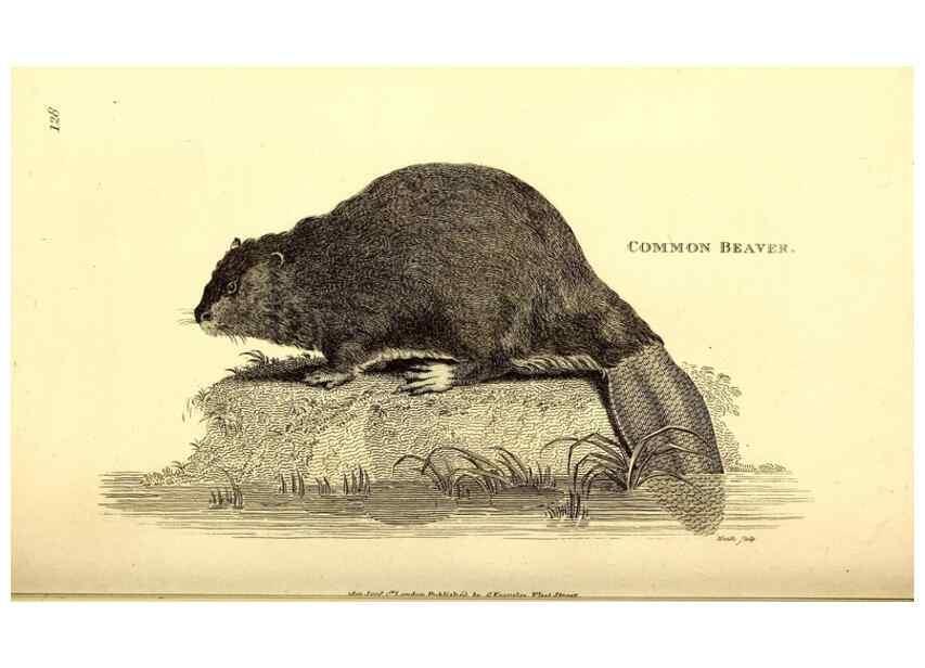 Reproducción/Reproduction 49826831672: General zoology, or Systematic natural history. London,Printed for G. Kearsley,1800-1826.. 