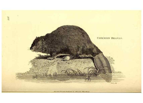 Reproducción/Reproduction 49826831672: General zoology, or Systematic natural history. London,Printed for G. Kearsley,1800-1826.. 