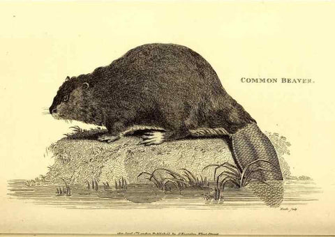 Reproducción/Reproduction 49826831672: General zoology, or Systematic natural history. London,Printed for G. Kearsley,1800-1826.. 
