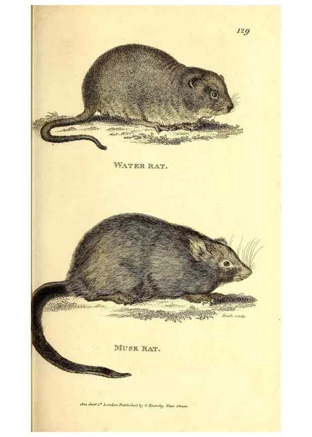 Reproducción/Reproduction 49826831902: General zoology, or Systematic natural history. London,Printed for G. Kearsley,1800-1826.. 