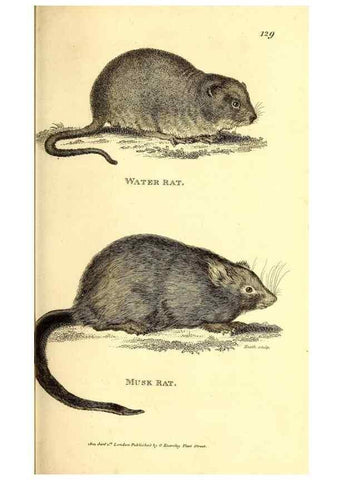 Reproducción/Reproduction 49826831902: General zoology, or Systematic natural history. London,Printed for G. Kearsley,1800-1826.. 