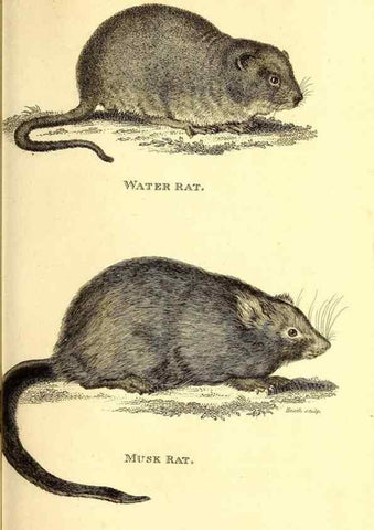 Reproducción/Reproduction 49826831902: General zoology, or Systematic natural history. London,Printed for G. Kearsley,1800-1826.. 