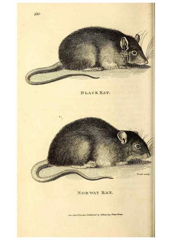 Reproducción/Reproduction 49826515851: General zoology, or Systematic natural history. London,Printed for G. Kearsley,1800-1826.. 
