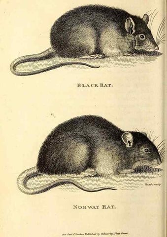 Reproducción/Reproduction 49826515851: General zoology, or Systematic natural history. London,Printed for G. Kearsley,1800-1826.. 