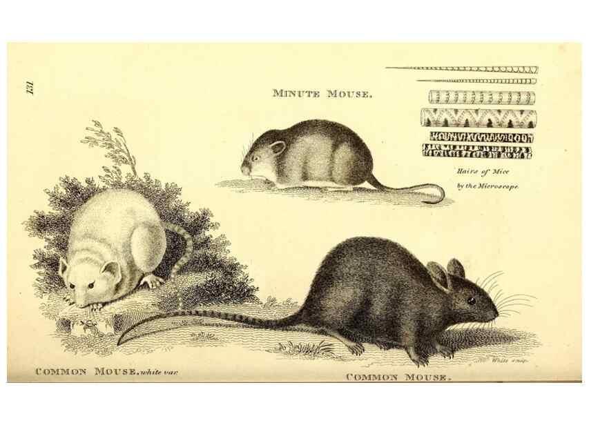Reproducción/Reproduction 49825983388: General zoology, or Systematic natural history. London,Printed for G. Kearsley,1800-1826.. 