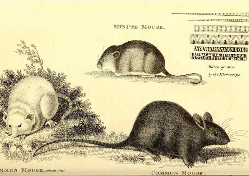 Reproducción/Reproduction 49825983388: General zoology, or Systematic natural history. London,Printed for G. Kearsley,1800-1826.. 