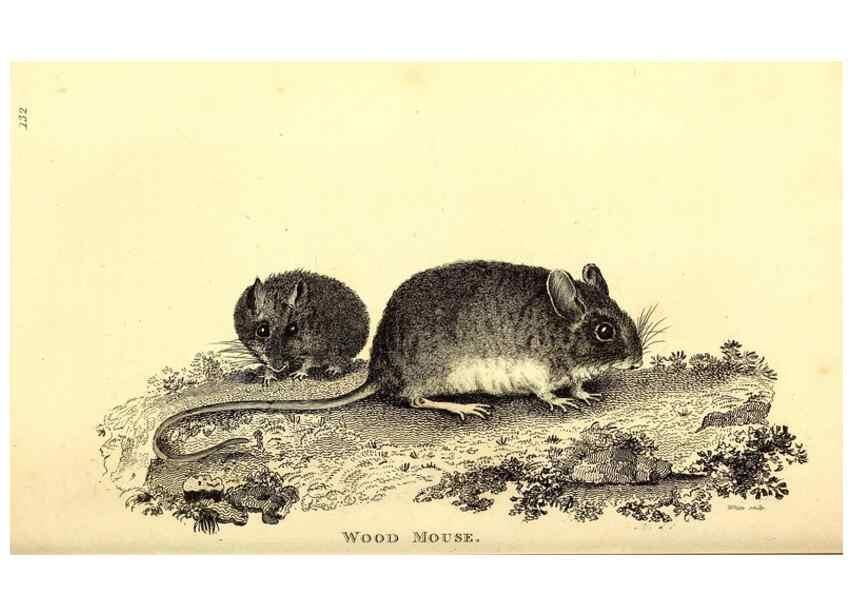 Reproducción/Reproduction 49825983578: General zoology, or Systematic natural history. London,Printed for G. Kearsley,1800-1826.. 