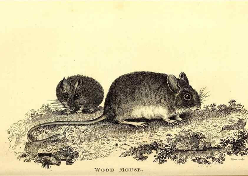 Reproducción/Reproduction 49825983578: General zoology, or Systematic natural history. London,Printed for G. Kearsley,1800-1826.. 