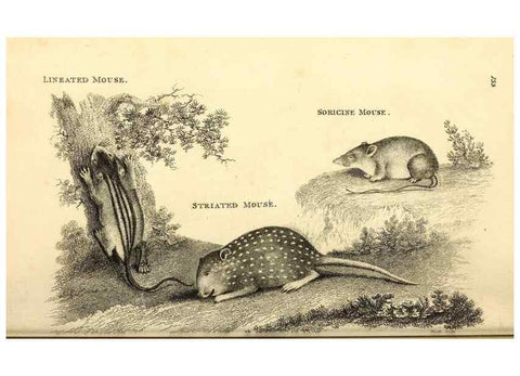 Reproducción/Reproduction 49826833057: General zoology, or Systematic natural history. London,Printed for G. Kearsley,1800-1826.. 