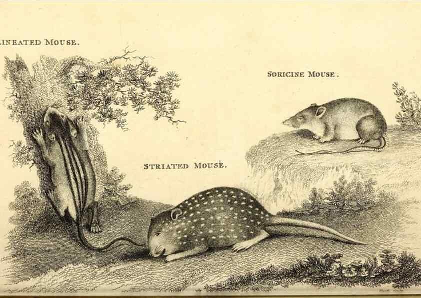 Reproducción/Reproduction 49826833057: General zoology, or Systematic natural history. London,Printed for G. Kearsley,1800-1826.. 