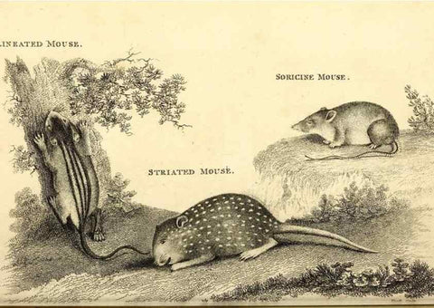 Reproducción/Reproduction 49826833057: General zoology, or Systematic natural history. London,Printed for G. Kearsley,1800-1826.. 