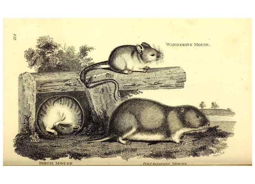Reproducción/Reproduction 49826833422: General zoology, or Systematic natural history. London,Printed for G. Kearsley,1800-1826.. 