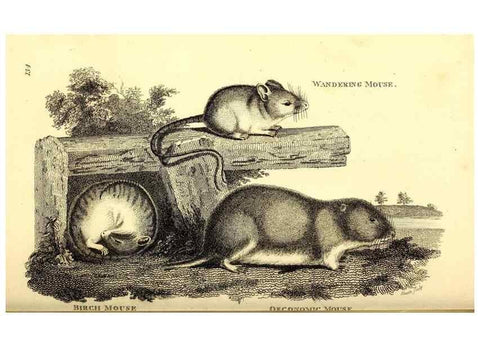 Reproducción/Reproduction 49826833422: General zoology, or Systematic natural history. London,Printed for G. Kearsley,1800-1826.. 