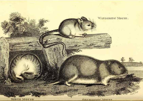 Reproducción/Reproduction 49826833422: General zoology, or Systematic natural history. London,Printed for G. Kearsley,1800-1826.. 