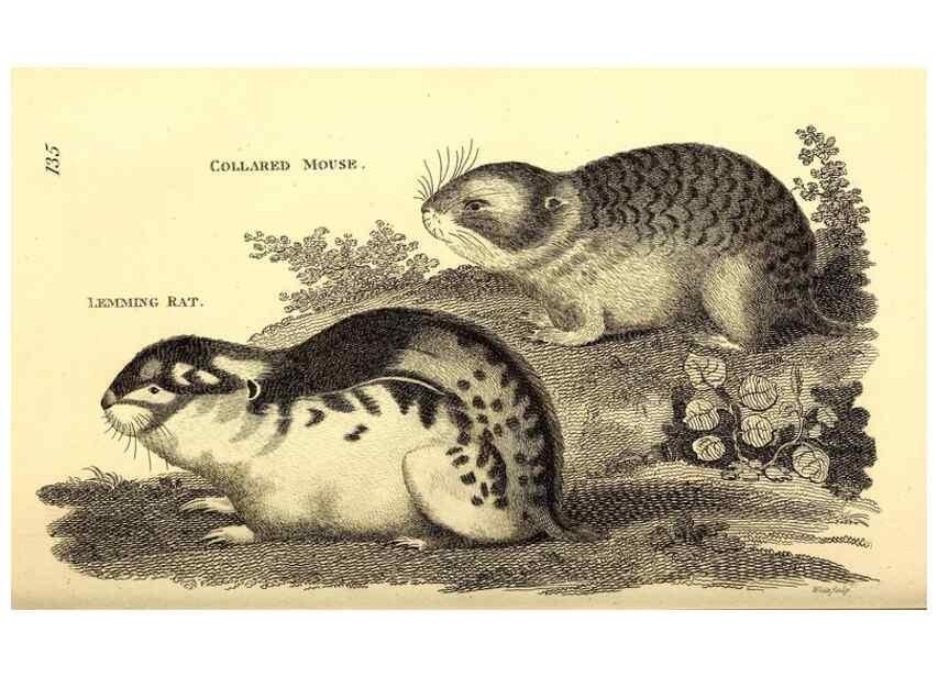 Reproducción/Reproduction 49826833867: General zoology, or Systematic natural history. London,Printed for G. Kearsley,1800-1826.. 