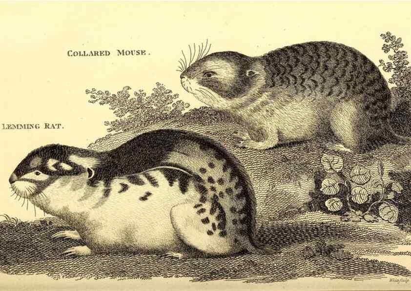 Reproducción/Reproduction 49826833867: General zoology, or Systematic natural history. London,Printed for G. Kearsley,1800-1826.. 