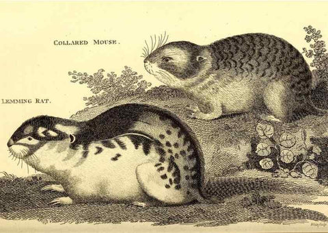 Reproducción/Reproduction 49826833867: General zoology, or Systematic natural history. London,Printed for G. Kearsley,1800-1826.. 