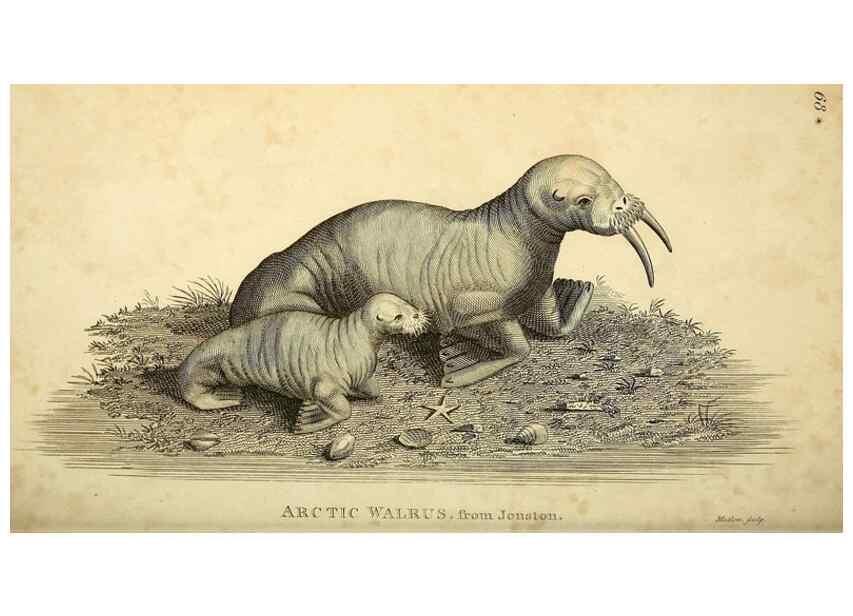 Reproducción/Reproduction 49826430516: General zoology, or Systematic natural history. London,Printed for G. Kearsley,1800-1826.. 