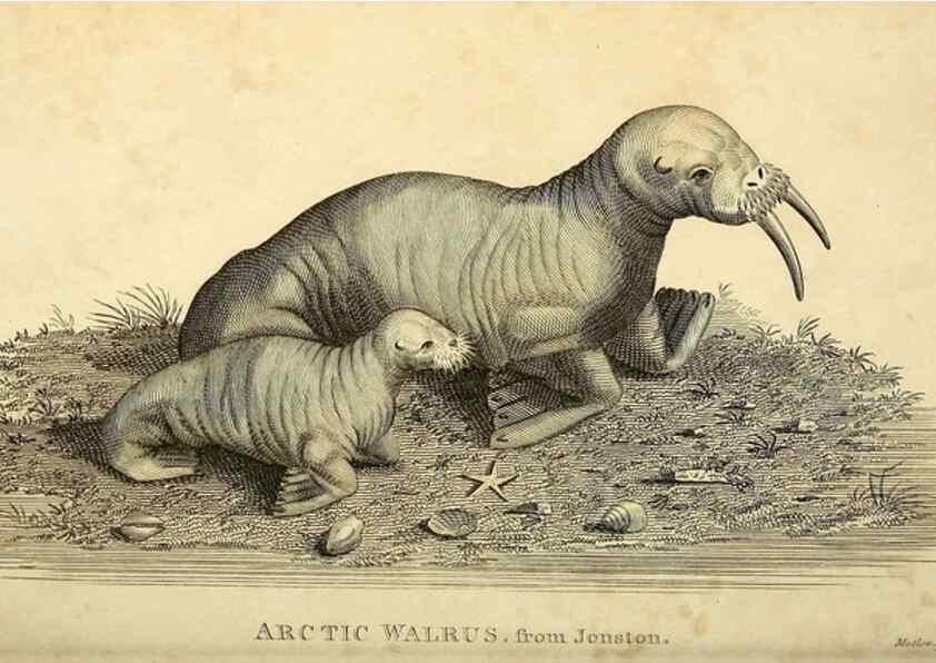 Reproducción/Reproduction 49826430516: General zoology, or Systematic natural history. London,Printed for G. Kearsley,1800-1826.. 