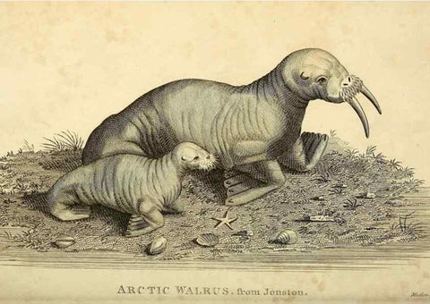 Reproducción/Reproduction 49826430516: General zoology, or Systematic natural history. London,Printed for G. Kearsley,1800-1826.. 