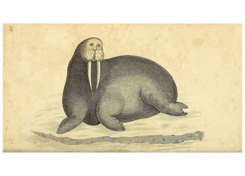Reproducción/Reproduction 49826430061: General zoology, or Systematic natural history. London,Printed for G. Kearsley,1800-1826.. 