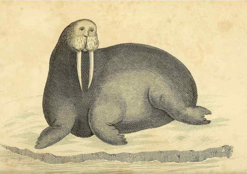 Reproducción/Reproduction 49826430061: General zoology, or Systematic natural history. London,Printed for G. Kearsley,1800-1826.. 