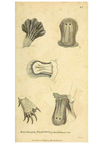 Reproducción/Reproduction 49825896313: General zoology, or Systematic natural history. London,Printed for G. Kearsley,1800-1826.. 