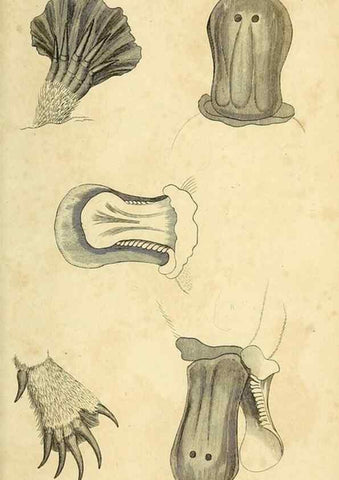 Reproducción/Reproduction 49825896313: General zoology, or Systematic natural history. London,Printed for G. Kearsley,1800-1826.. 