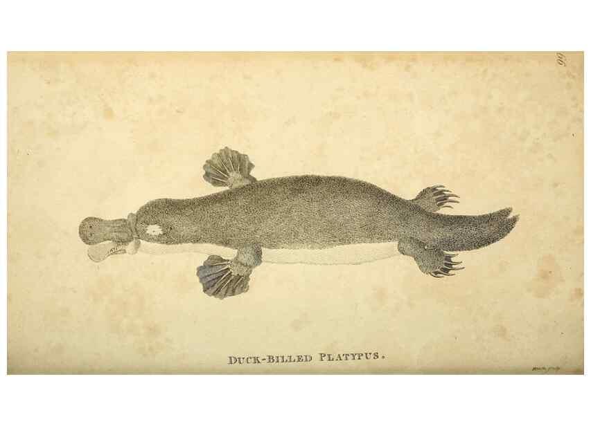 Reproducción/Reproduction 49826429106: General zoology, or Systematic natural history. London,Printed for G. Kearsley,1800-1826.. 